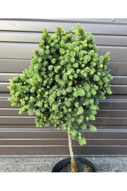 Молодий приріст хвої ялини європейської Медуза на штамбі